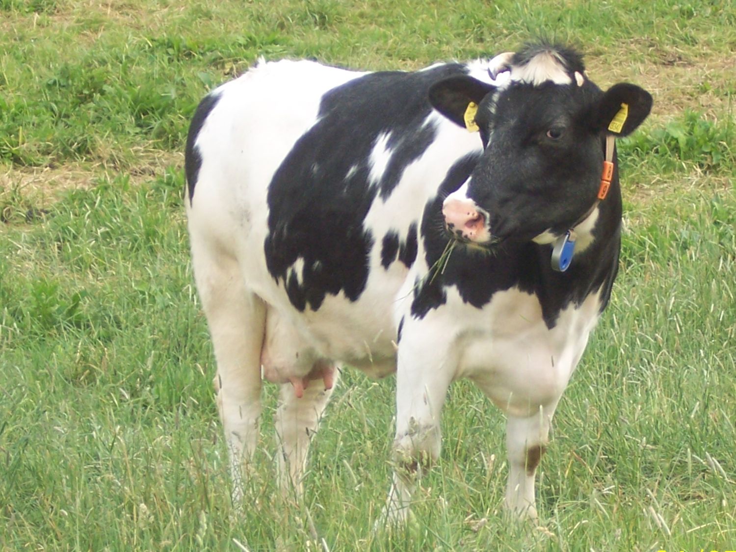 Kleines Weiderind