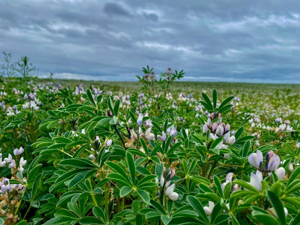 Lupinen