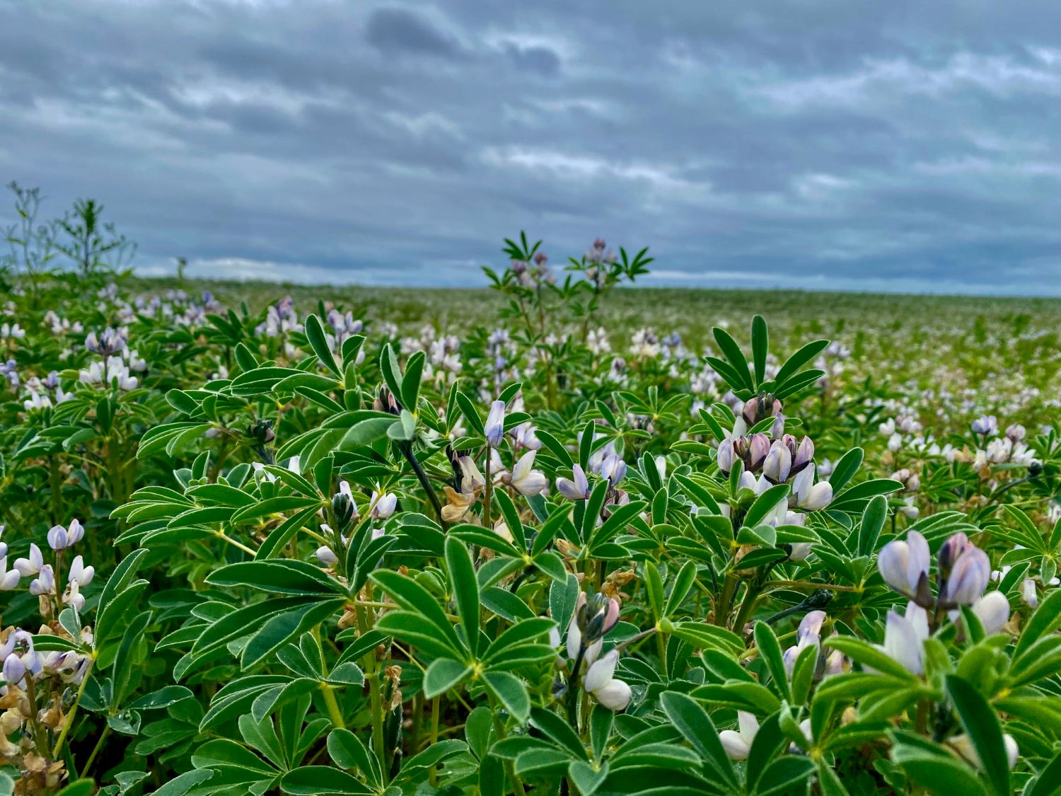 Lupinen