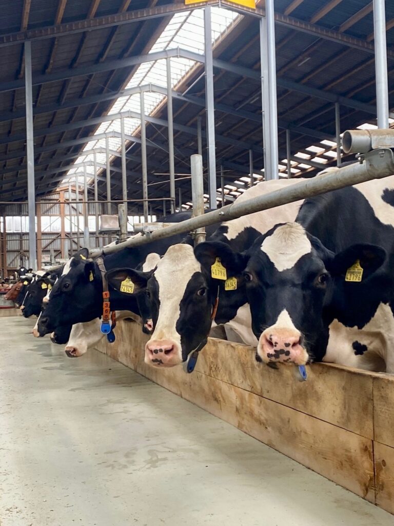 Kühe im Stall